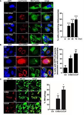 Corrigendum: CVB3-Mediated Mitophagy Plays an Important Role in Viral Replication via Abrogation of Interferon Pathways